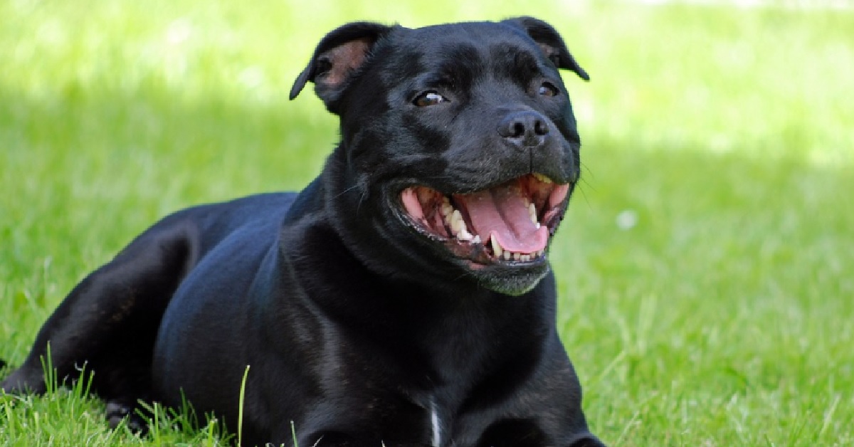 Il cucciolo Staffordshire Bull Terrier attende educatamente il gelato, il video vi lascerà a bocca aperta