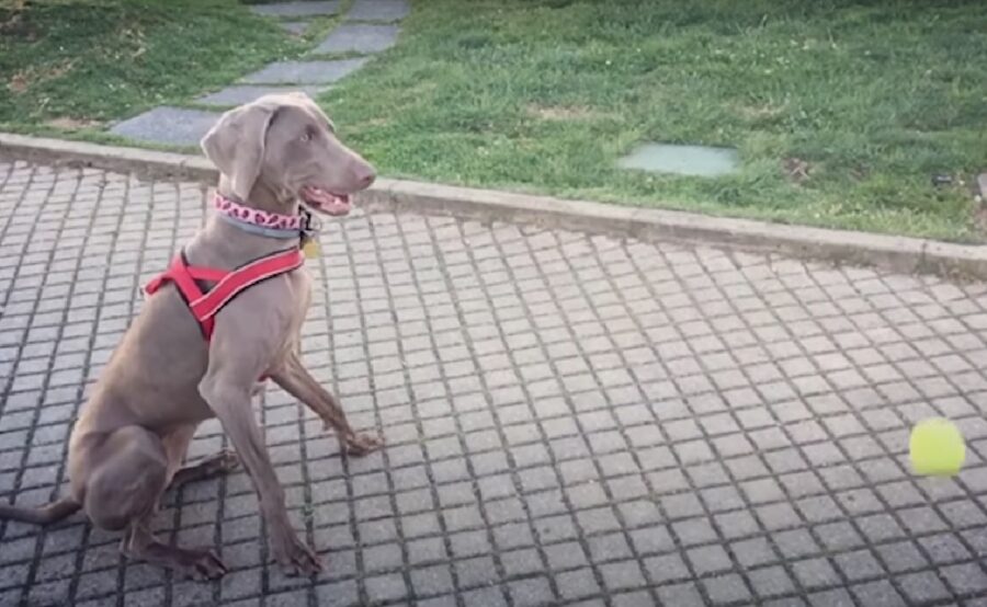 nuno cucciolo attesa pallina che cade