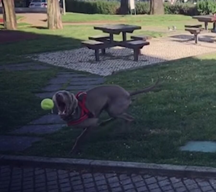 nuno cucciolo weimaraner rimbalzo