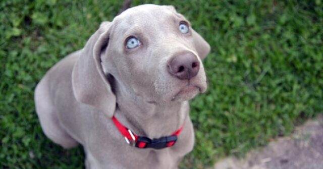 Il cucciolo Weimaraner ed i suoi discutibili riflessi, il video è di una comicità unica