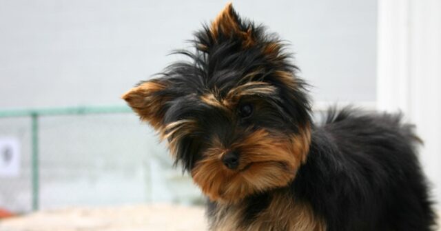 Il cucciolo Yorkshire Terrier si confronta con un drone, il video è una vera comica