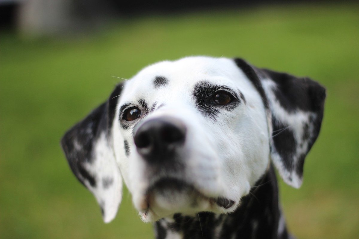 dalmata tenero