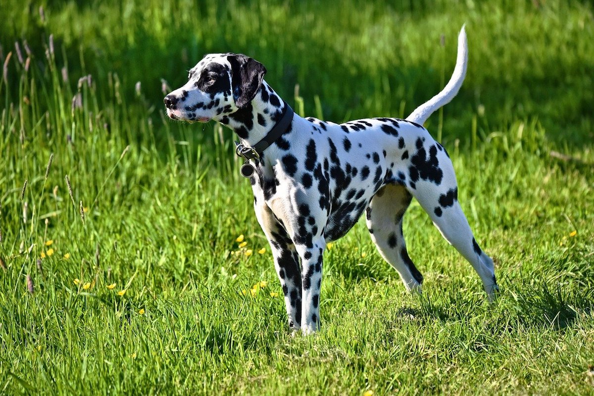 dalmata scorrazza