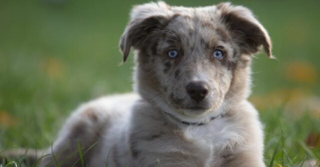 Il piccolo cucciolo Pastore Australiano viene inseguito da un pappagallo nel video