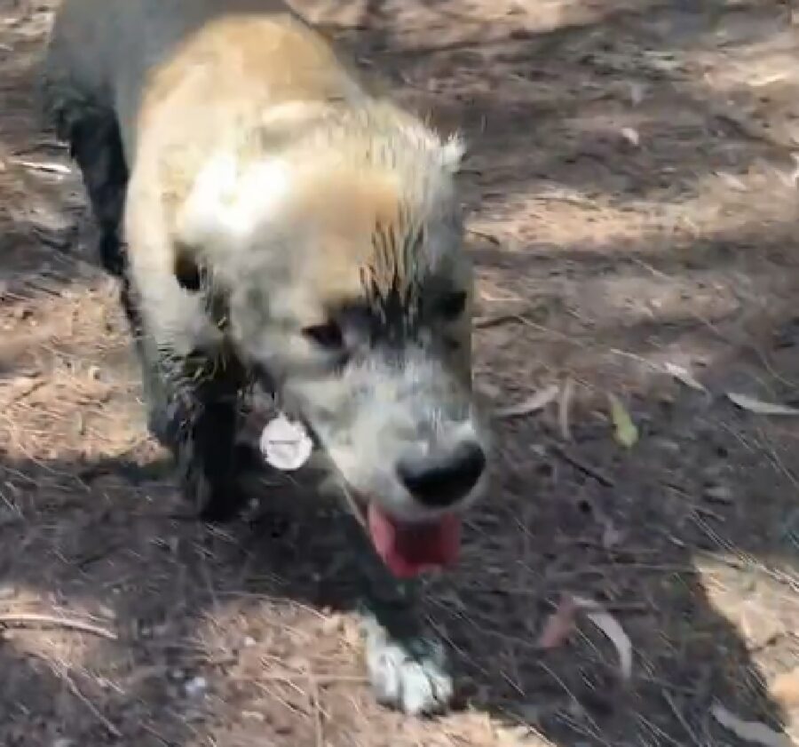 chet cucciolo cane promessa di non sporcarsi