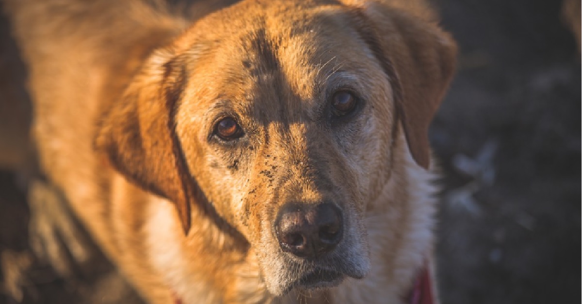 Il simpatico cucciolo Golden Retriever non mantiene la promessa fatta, il video