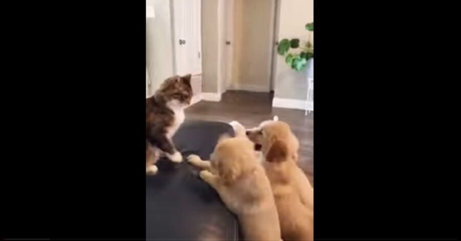 incontro ravvicinato tra i cuccioli di Golden Retriever e un gatto