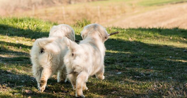 L’incontro ravvicinato tra i cuccioli di Golden Retriever e un gatto (VIDEO)