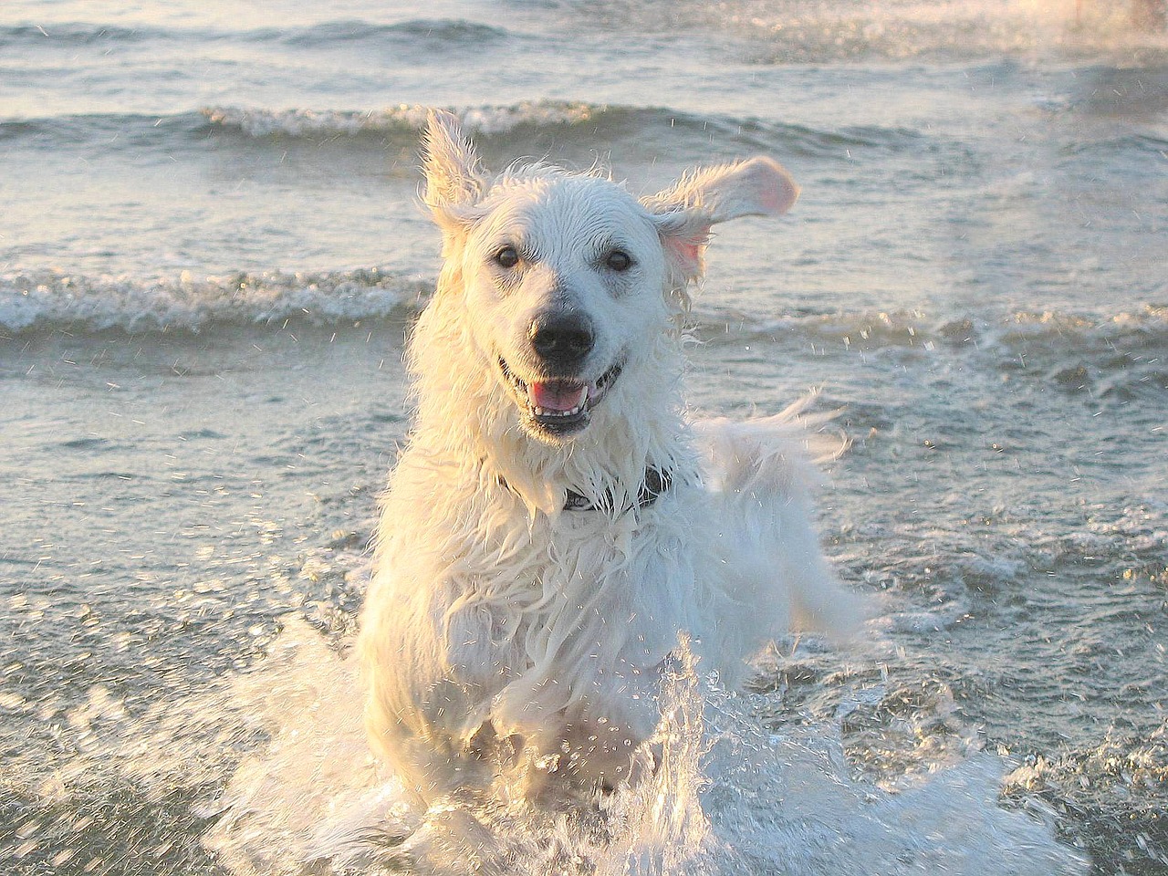 Razze di cani che darebbero la vita- Kuvasz