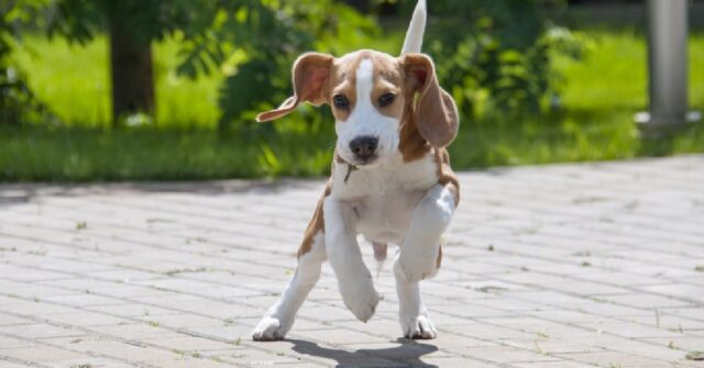 La cucciola Beagle gioca con una semplice carota, la sua gioia in video