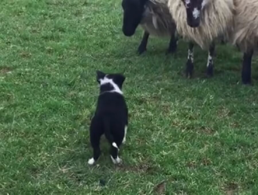 ciara cucciola border collie video popolare