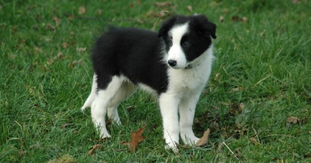 La cucciola Border Collie e il suo primo giorno di “lavoro”, il video è spaziale