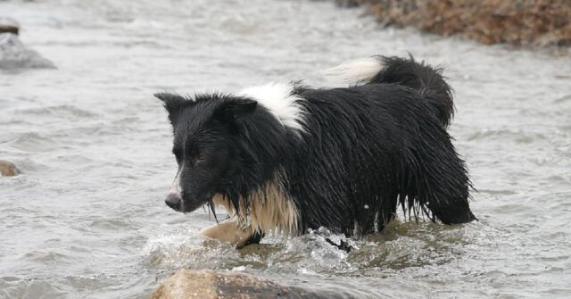 La cucciola Border Collie viene “derubata” dal polpo, il video è tutto da gustare