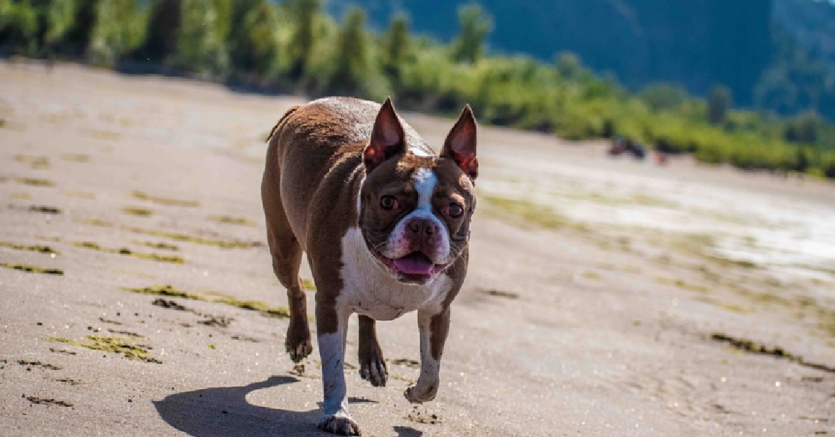 La cucciola Boston Terrier cammina perfettamente sulla corda, il video lascia di stucco