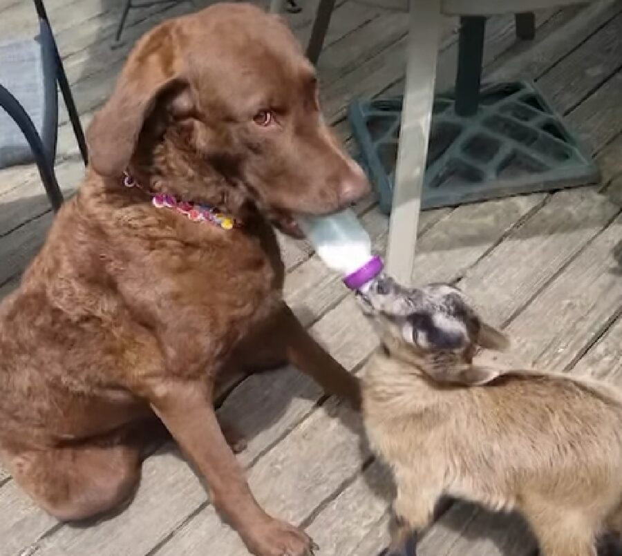 ivy cucciola chesapeake bay retriever