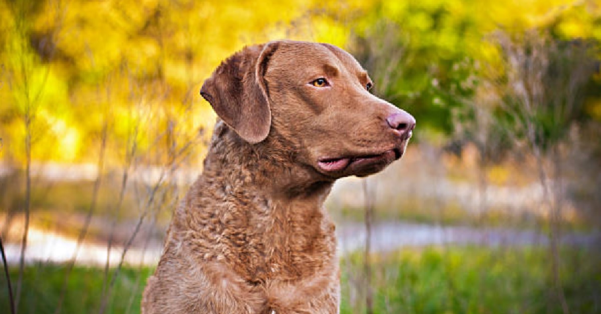 La cucciola Chesapeake Bay Retriever allatta la piccola capretta, il video