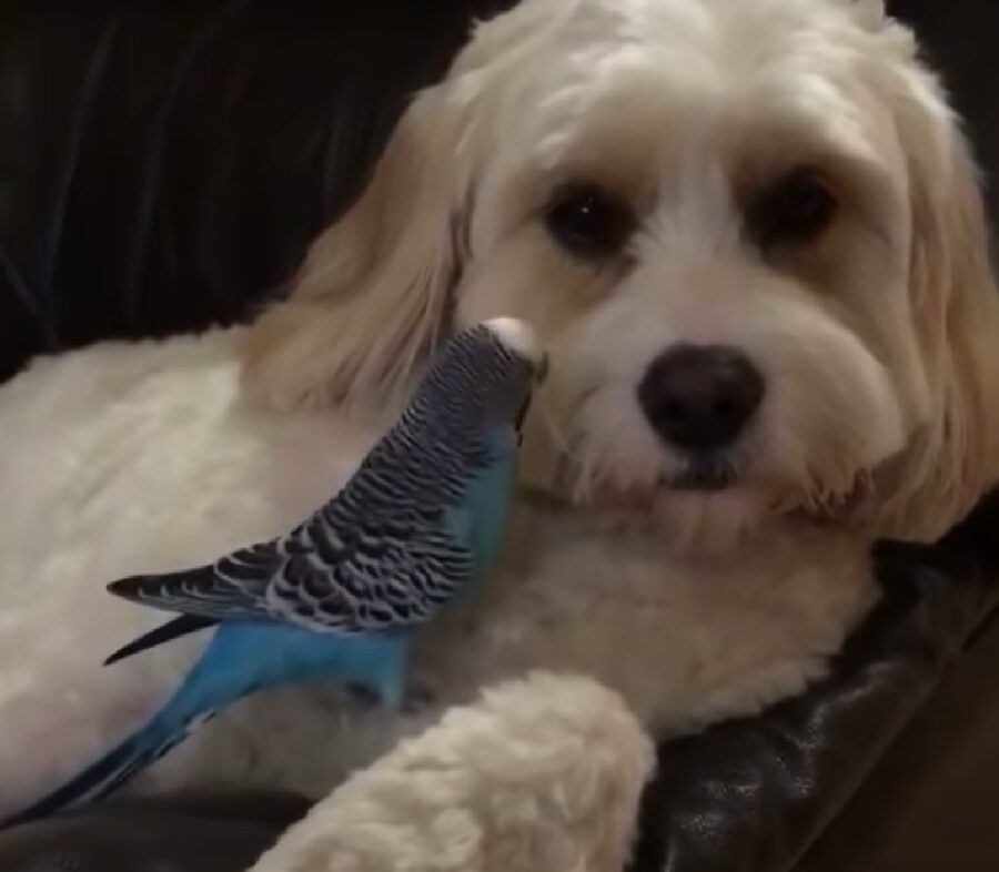 lucy affetto cucciola cane con uccellino