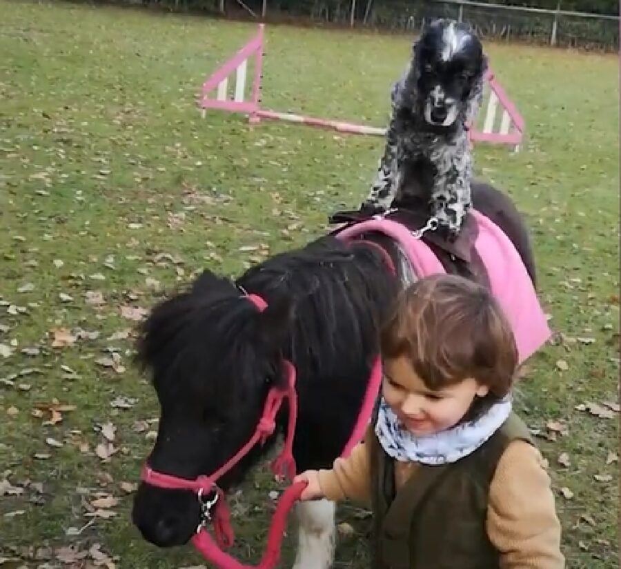 jenny cucciola un pony verity