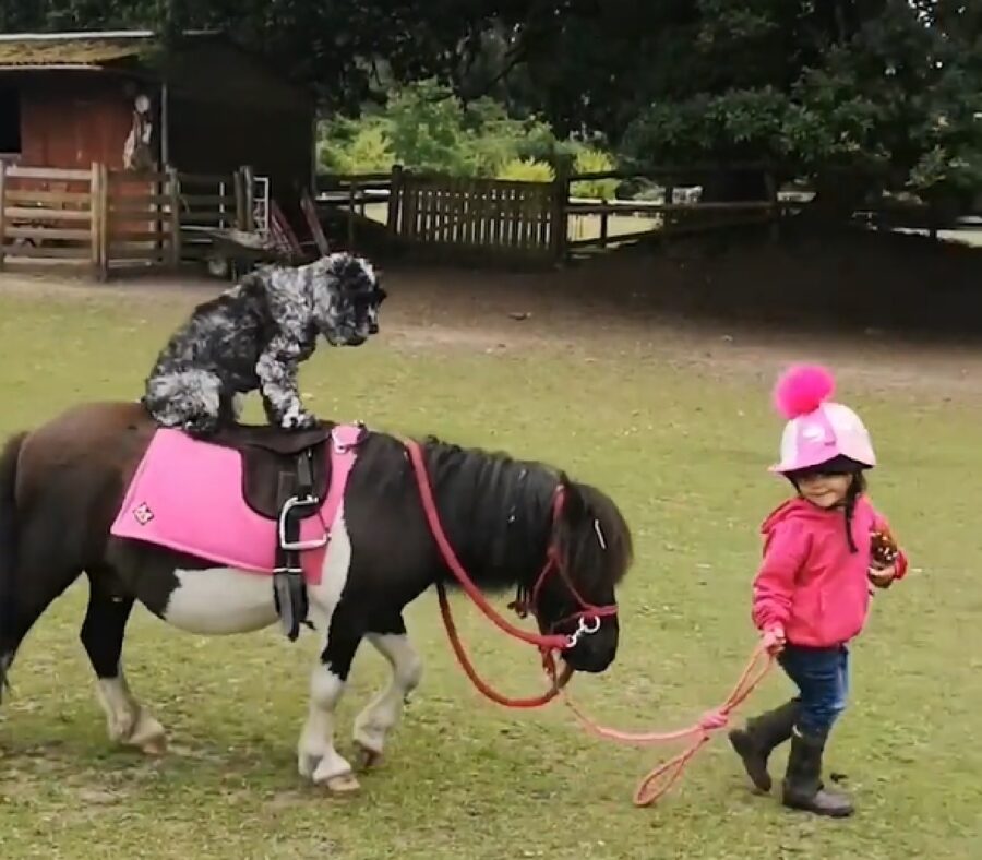 jenny cucciola cocker spaniel pony cavalcare