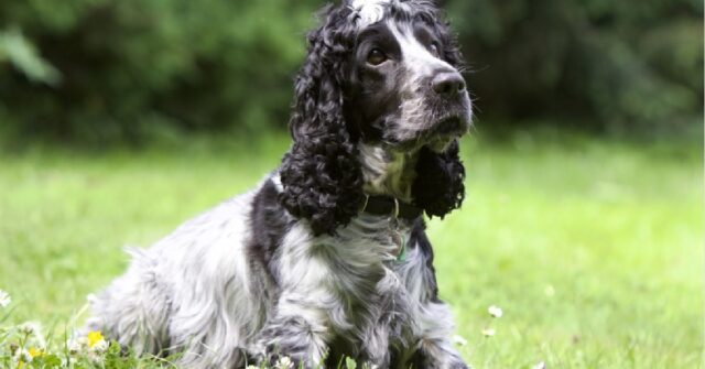 La cucciola Cocker Spaniel impara ad andare su un pony, il video è tenerissimo