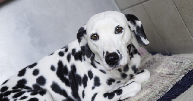 La cucciola Dalmata è diventata la tata di alcuni gattini, il video è strepitoso