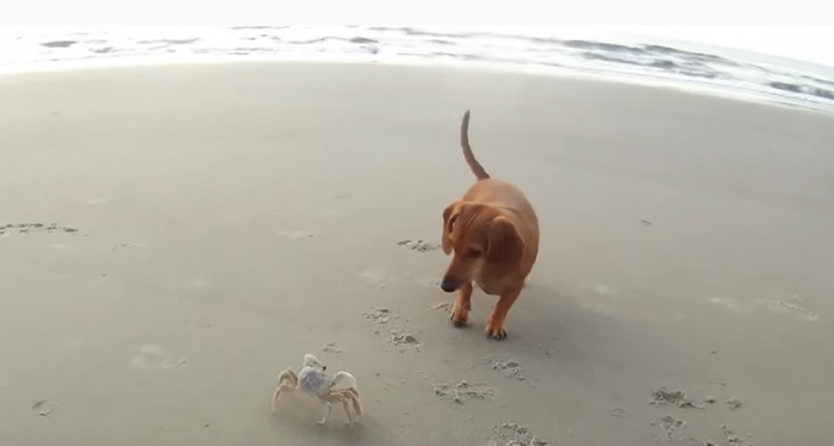 spiaggia cagnolina gioca