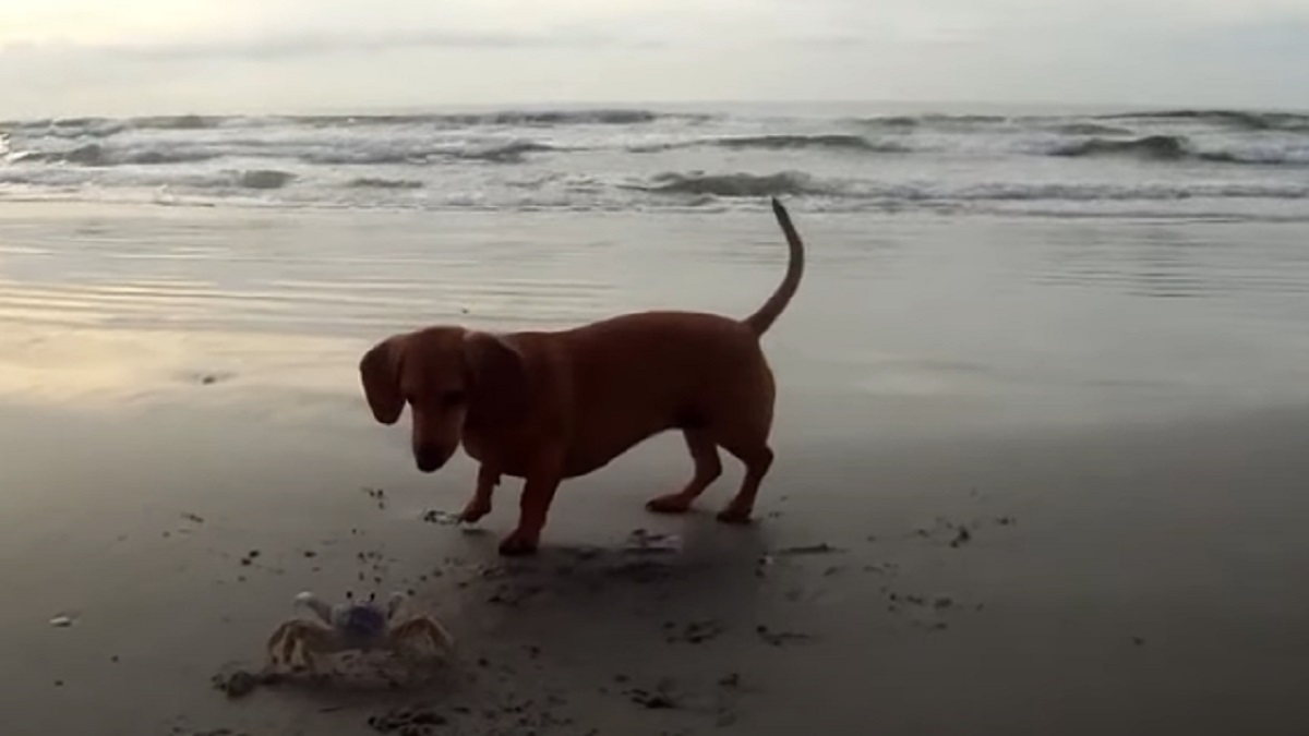 granchio diverte cagnolina