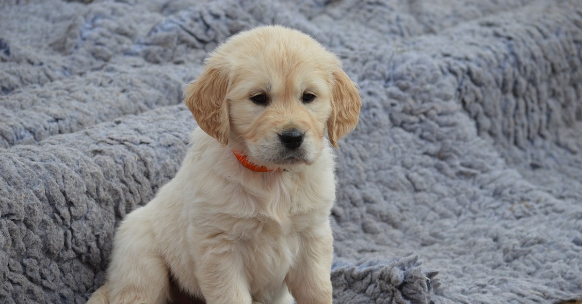 La cucciola Golden Retriever si confronta con una spazzola, il video è divertentissimo