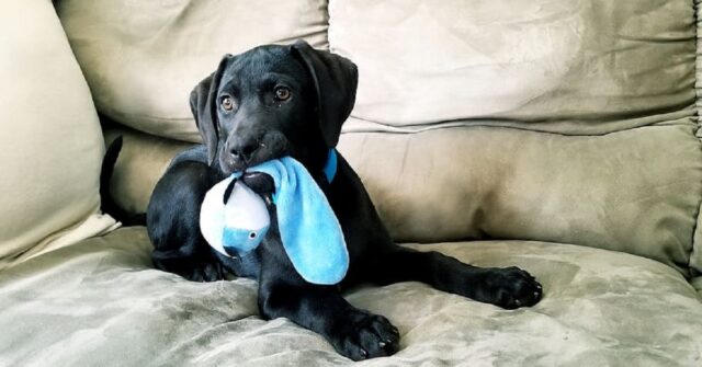 La cucciola Labrador è gelosissima del suo peluche, la simpatia del video è travolgente