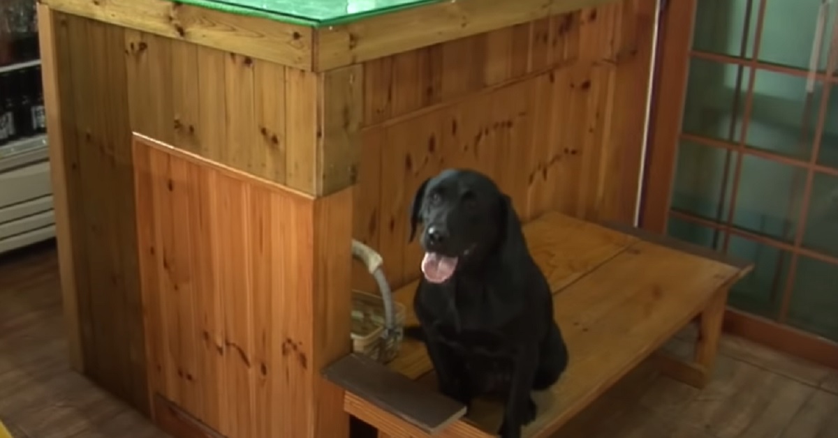 La cucciola Labrador è diventata l’aiutante perfetta per il ristorante, ciò che mostra il video è sbalorditivo