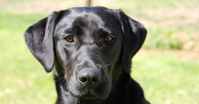 La cucciola Labrador salva dall’eutanasia riceve il primo regalo di natale, il video vi emozionerà