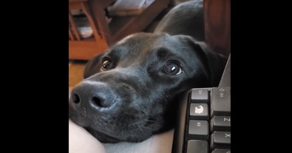 Un cucciolo di Labrador conquista la rete con la sua espressione mentre guarda la padrona che lavora da casa (VIDEO)