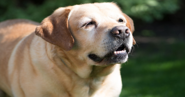 Chika, una cucciola di cane, suona il campanello di casa dopo esser rimasta chiusa fuori (VIDEO)