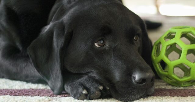 L’astuto cucciolo Labrador inventa uno stratagemma per riavere il suo gioco, il video