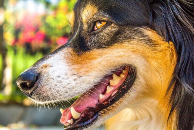 Malattie della bocca del cane: quali sono e come riconoscerle