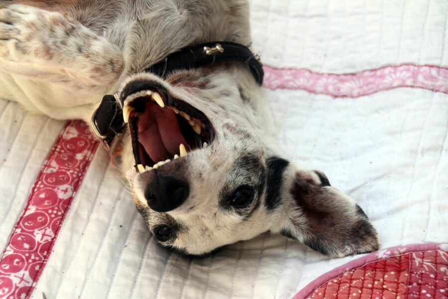 cane disteso a pancia in su