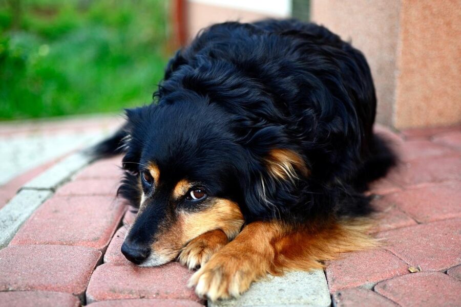 cane accucciato per terra