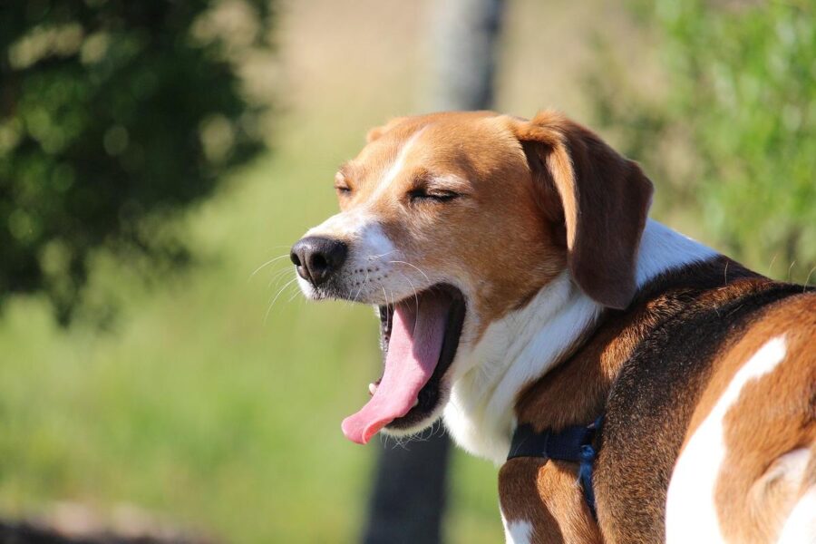 beagle che sbadiglia