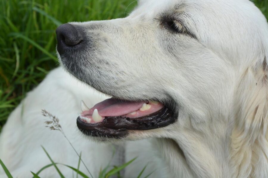 cane di colore bianco