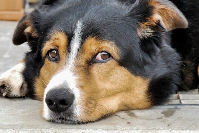 Malattie intestinali del cane: quali sono e come riconoscerle