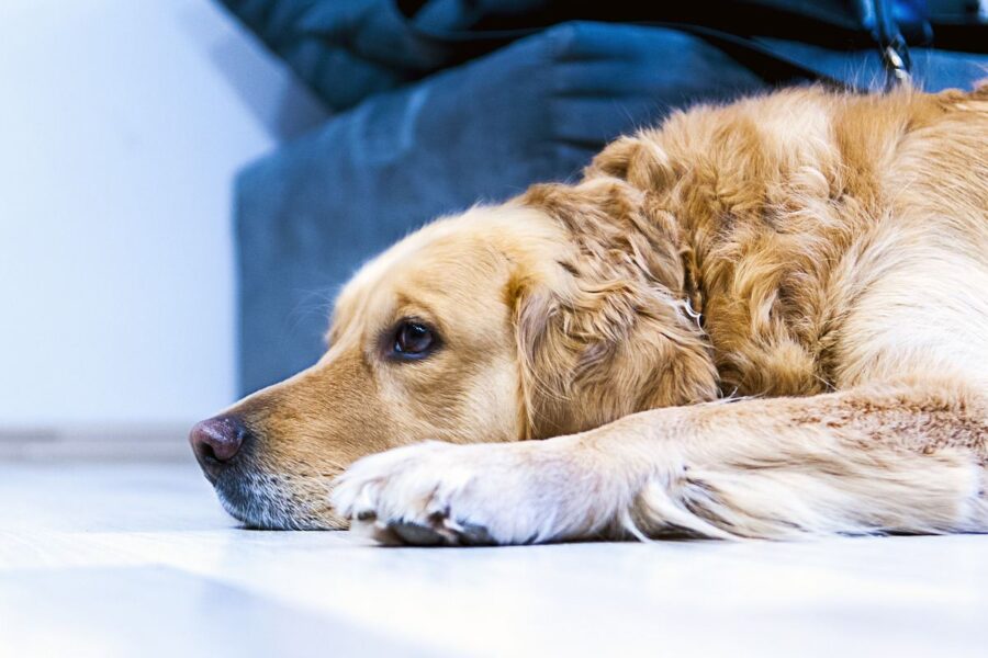 cane disteso ai piedi del divano