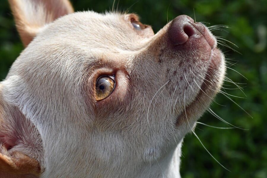 chihuahua color crema