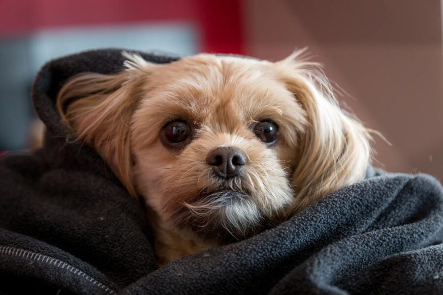 cucciolo avvolto nelle coperte