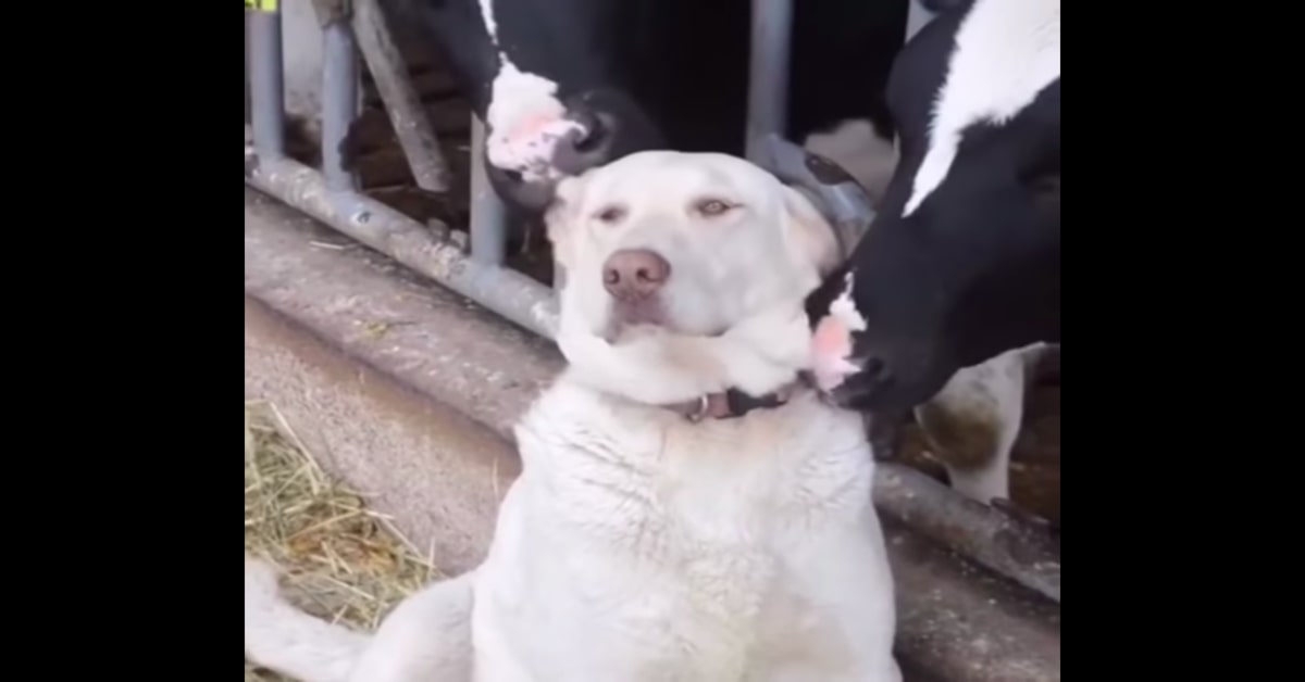 Un cucciolo di maremmano riceve un affettuoso massaggio da parte di alcune mucche (VIDEO)