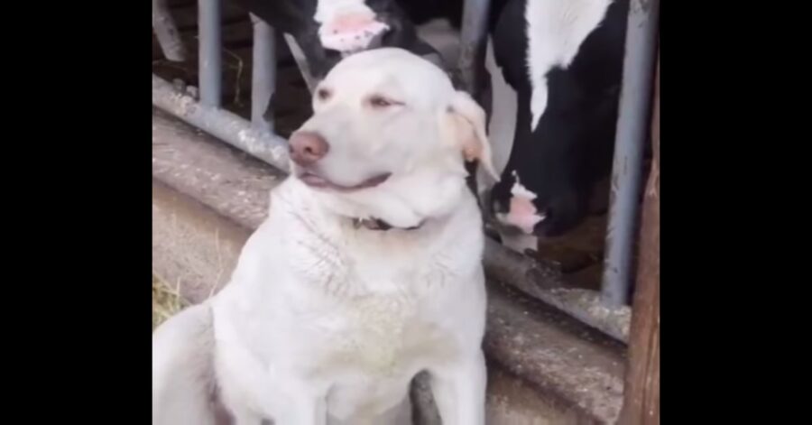 la gioia di un cane massaggiato dalle mucche