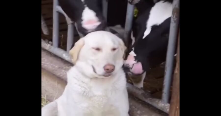 cane si rilassa facendosi coccolare dalle mucche