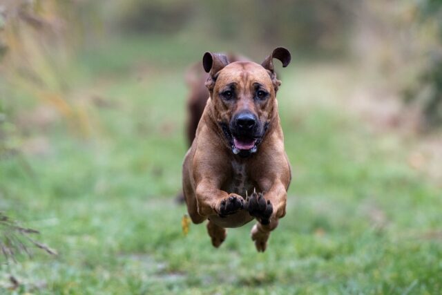 Non fare le feste al cane quando rientri, ecco perché