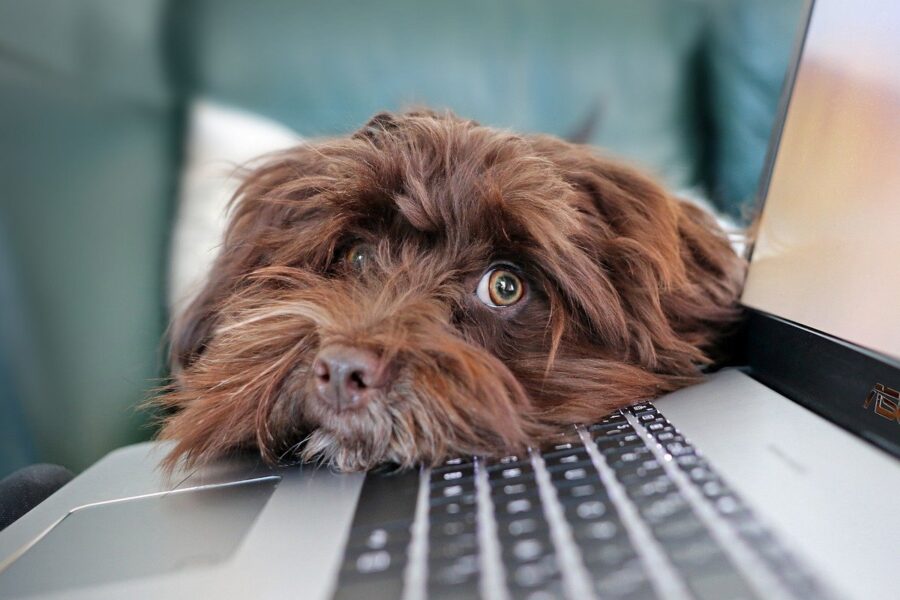 cane accucciato acconato al pc