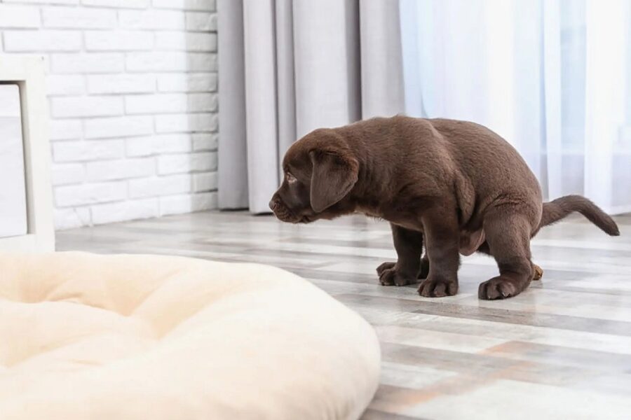 cane fa la pipì in casa