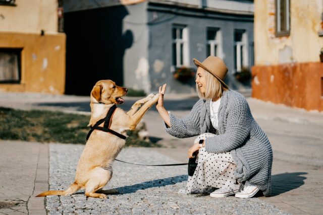 Non sgridare il cane, ecco perché è la mossa giusta